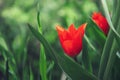 Tulips in the field