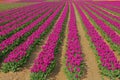 Tulips on a field Royalty Free Stock Photo