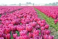 Tulips in field