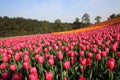 Tulips field