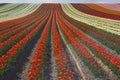 Tulips on a field Royalty Free Stock Photo