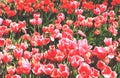 Tulips field Royalty Free Stock Photo