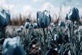 Tulips in the field. Blue tulips in the field