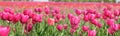 Tulips field. Colorful tulips blooming in a park