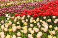 Tulips field with different kinds of flowers. Springtime, nature. Floral background. Full frame Royalty Free Stock Photo