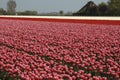 Tulips field