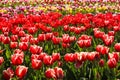Tulips field with lots of beautiful flowers. Springtime, nature. Floral background. Full frame Royalty Free Stock Photo