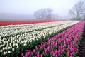 Tulips on field at misty sunrise Royalty Free Stock Photo