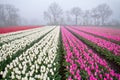 Tulips on field at misty sunrise Royalty Free Stock Photo