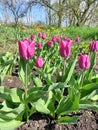 Tulips field in our Edem Royalty Free Stock Photo