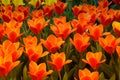 Tulips Royalty Free Stock Photo