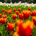 Tulips field. Red Tulip flowers in spring blooming blossom scene. Royalty Free Stock Photo