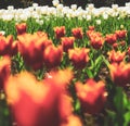 Tulips field. Red Tulip flowers in spring blooming blossom scene. Royalty Free Stock Photo