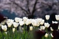 Tulips field in spring time. Closeup tulip flowers background. Colorful tulip flowering in the garden. Soft focus. Bunch Royalty Free Stock Photo