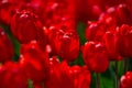 Tulips field in spring time. Closeup tulip flowers background. Colorful tulip flowering in the garden. Soft focus. Bunch Royalty Free Stock Photo