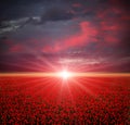 Tulips field at sunset Royalty Free Stock Photo