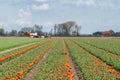 Tulips field with tractor and farm houses - landscape Royalty Free Stock Photo