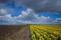 Tulips on field under dark clouds Royalty Free Stock Photo