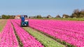 Tulips field worker Netherlands