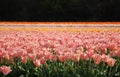 Tulips' fields