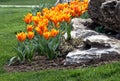 Tulips in fiery colors on the rock