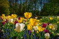 Tulips in floralia in Brussels Belgium Royalty Free Stock Photo