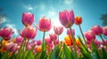 tulips background