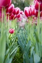 The tulips flower bed