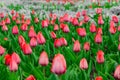 Tulips flower bed blooming spring time poster garden scenic view bright green red pink Royalty Free Stock Photo