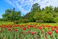 Tulips flower bed in park Royalty Free Stock Photo
