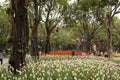 Colorful spring tulips garden in Nanning Qingxiu mountain Royalty Free Stock Photo