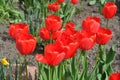 Tulips flower bed in springtime. Colorful Holland tulips  in the springtime garden flower bed Royalty Free Stock Photo