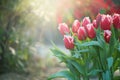 Tulips flower blooming in spring garden. Spring garden tulip flowers blooming on flower bed Royalty Free Stock Photo