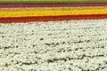 Tulips flower field Royalty Free Stock Photo