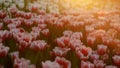 Tulips flower field in sunset warm light and sun flare under spraying water in garden.