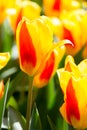 Tulips flower Garden