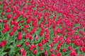 Tulips in the flower garden