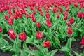 Tulips in the flower garden