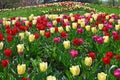 Tulips flower in Kurpark Oberlaa Vienna spring