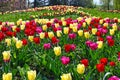 Tulips flower in Kurpark Oberlaa Vienna spring Royalty Free Stock Photo