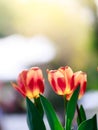 Red and yellow Tulips flower field Royalty Free Stock Photo