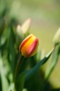 Tulips flower very beautiful view in the garden within landscape at the spring or summer. Royalty Free Stock Photo