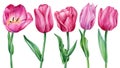 Tulips flower. Watercolor spring flowers, hand drawing botanical painting, flora design