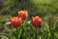 Redw tulips on a flowerbed  under spraying water Royalty Free Stock Photo