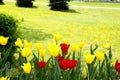 Tulips on the flowerbed