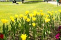 Tulips on the flowerbed