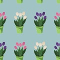 Tulips in flowerpots