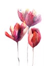 Tulips flowers Royalty Free Stock Photo