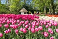 Tulips flowers blooming in Keukenhof garden in Holland during spring time Royalty Free Stock Photo