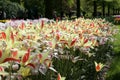 Tulips flowers blooming in Keukenhof garden in Holland during spring time Royalty Free Stock Photo